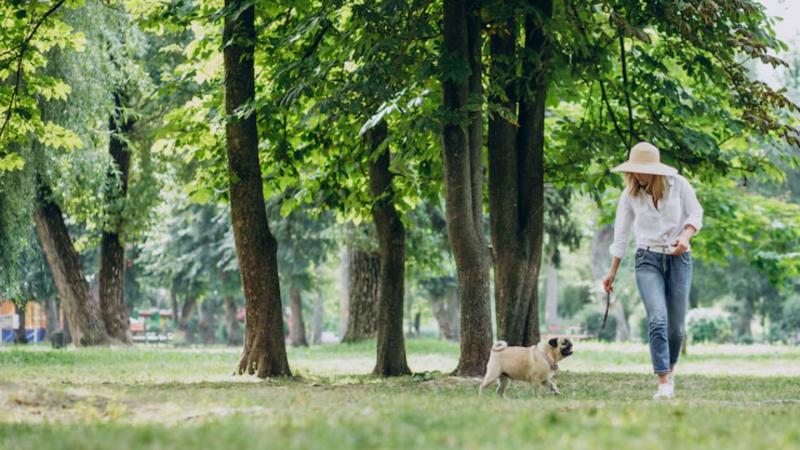 Pet park é o espaço para diversão e socialização do seu animal de estimação